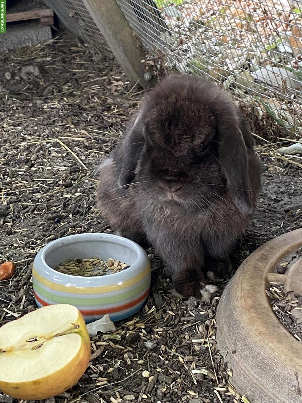 Bild 2: 2 Kaninchen-Männchen kostenlos abzugeben