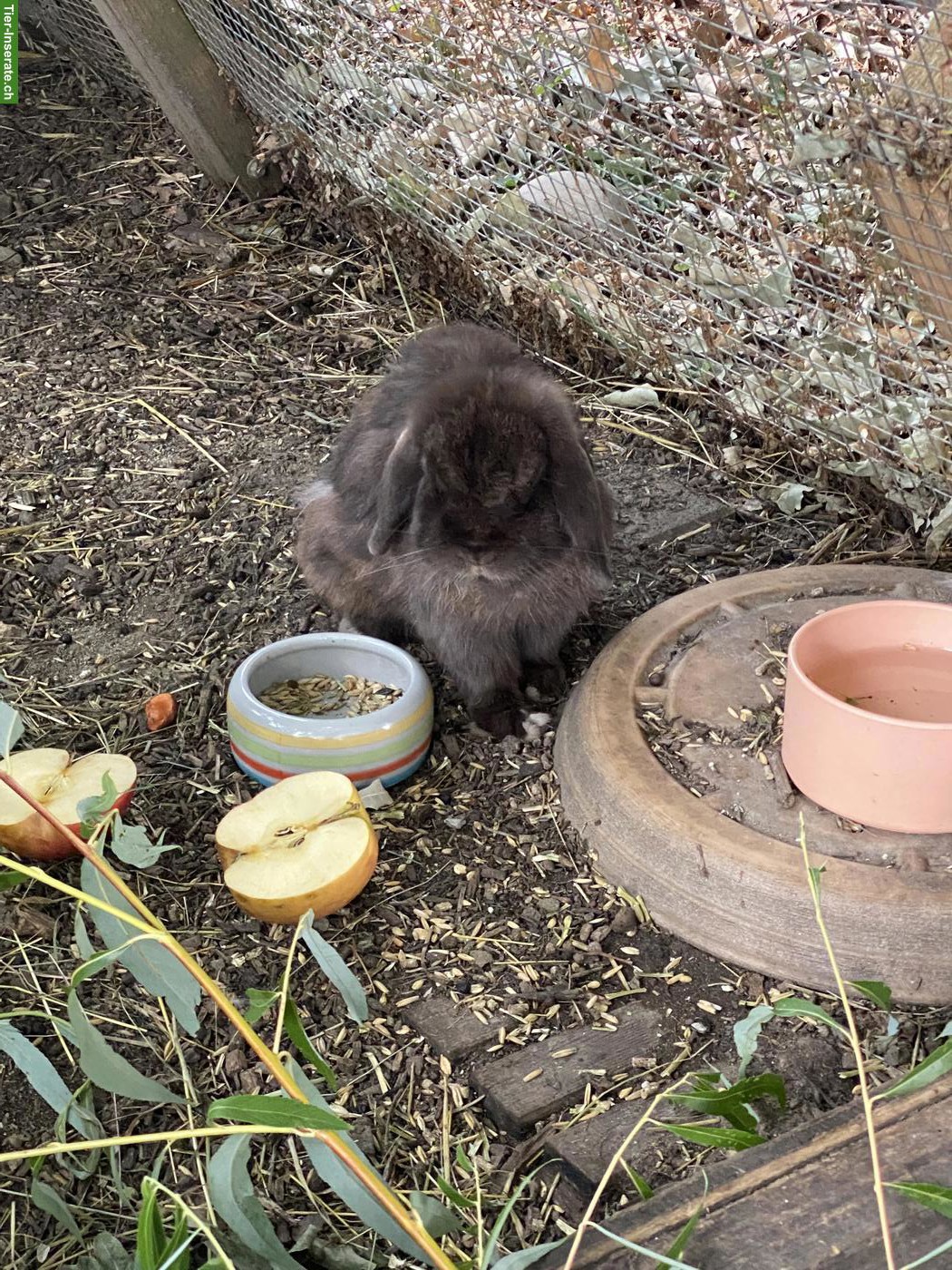 Bild 3: 2 Kaninchen-Männchen kostenlos abzugeben