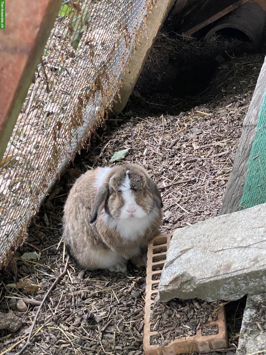 Bild 4: 2 Kaninchen-Männchen kostenlos abzugeben