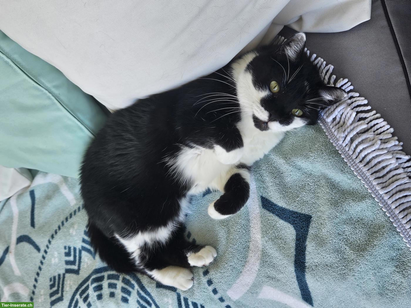 Schwarz-weisse Katze (10-jährig) sucht ruhiges, liebevolles Zuhause