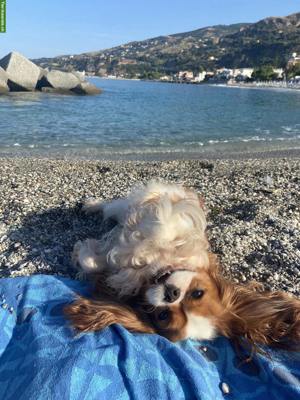 Cavalier Prinzessin🌸 sucht ein Traumschloss