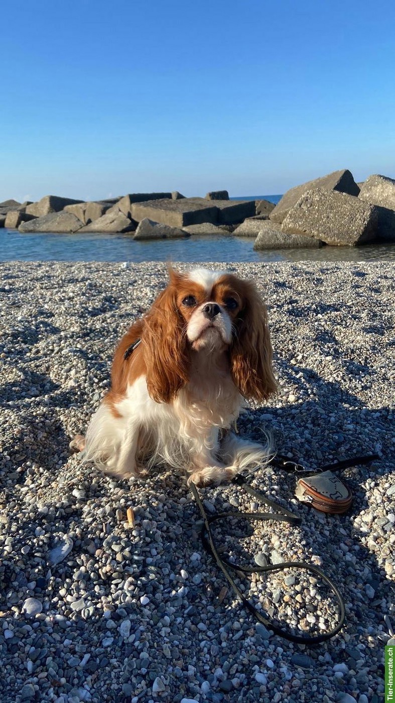 Bild 2: Cavalier Prinzessin🌸 sucht ein Traumschloss