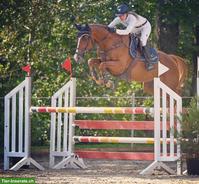 Oldenburger Stute mit Springkenntnissen bis 1.20m