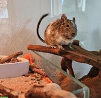 Einsamer Degu sucht neuen Kuschelpartner