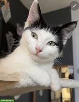Ragdoll & schwarz-weisse Katze suchen gemeinsam liebevolles Zuhause