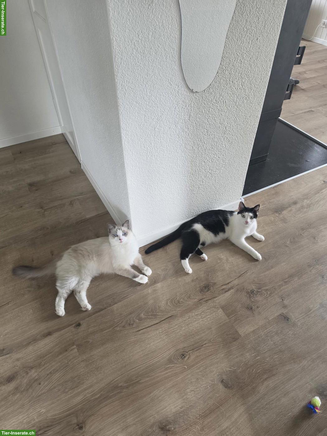 Bild 10: Ragdoll & schwarz-weisse Katze suchen gemeinsam liebevolles Zuhause
