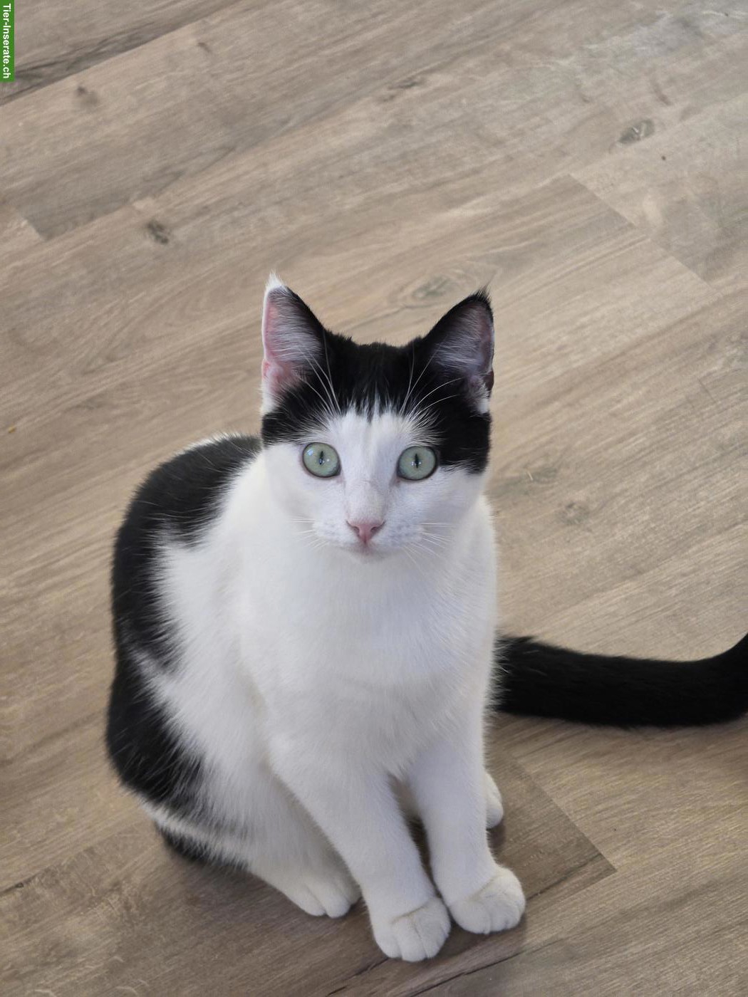 Bild 3: Ragdoll & schwarz-weisse Katze suchen gemeinsam liebevolles Zuhause