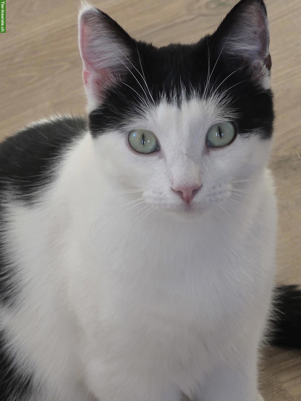 Bild 4: Ragdoll & schwarz-weisse Katze suchen gemeinsam liebevolles Zuhause