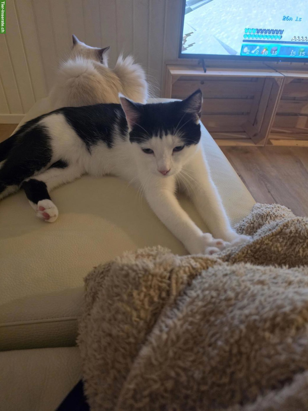 Bild 5: Ragdoll & schwarz-weisse Katze suchen gemeinsam liebevolles Zuhause