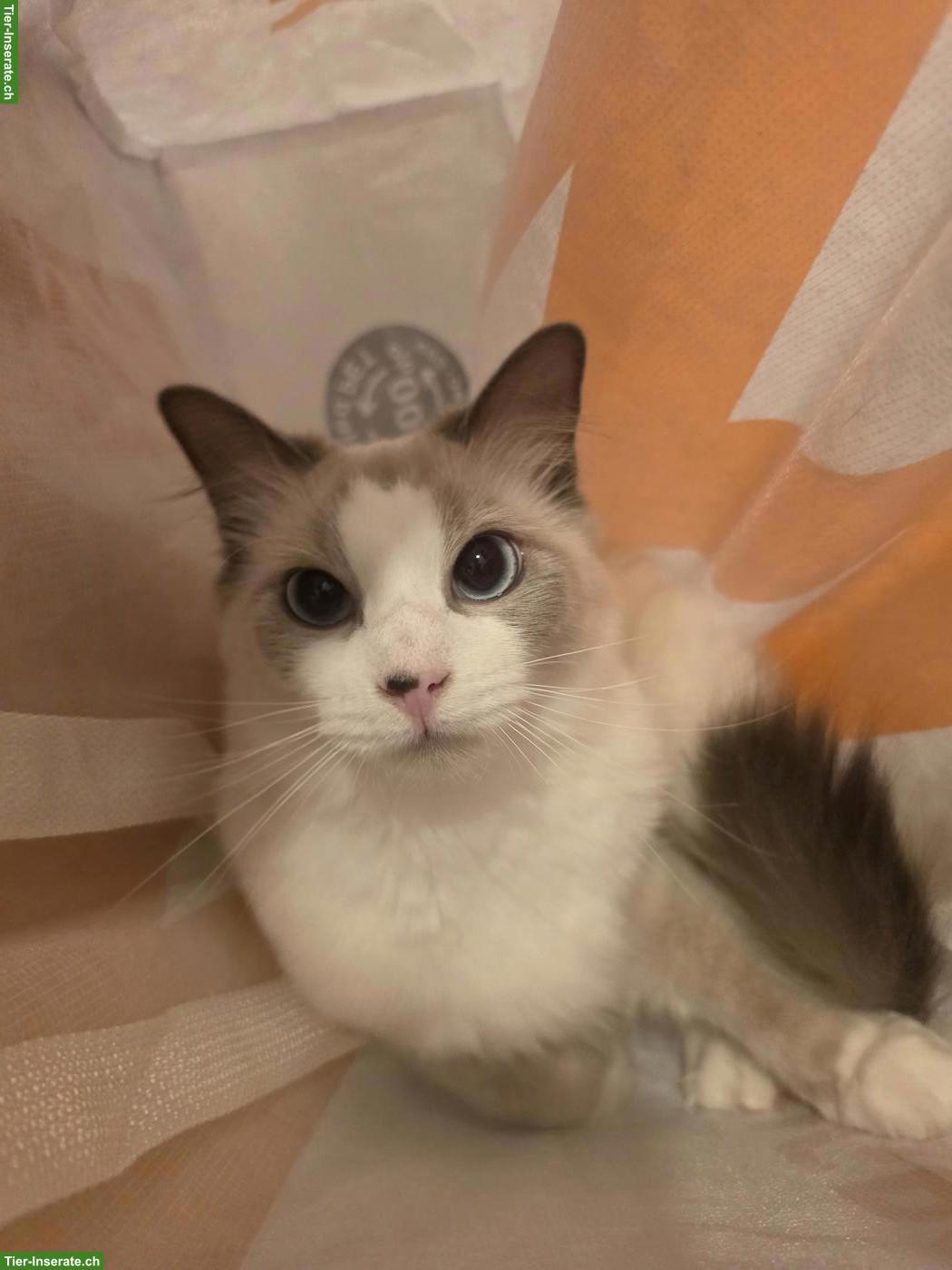 Bild 6: Ragdoll & schwarz-weisse Katze suchen gemeinsam liebevolles Zuhause