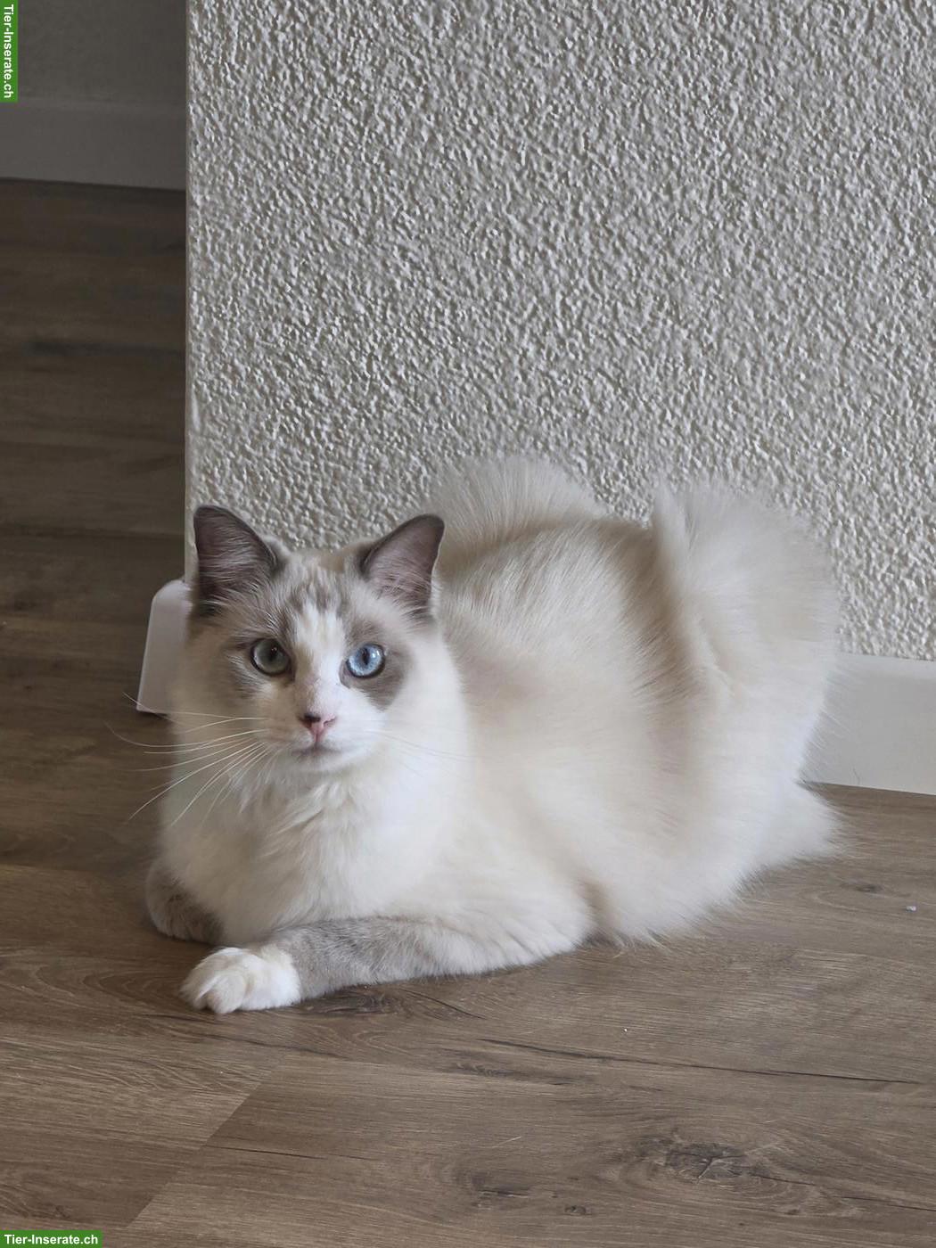 Bild 7: Ragdoll & schwarz-weisse Katze suchen gemeinsam liebevolles Zuhause