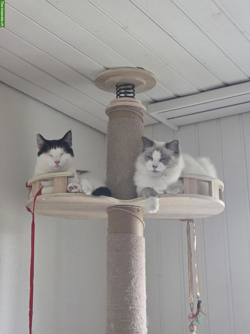 Bild 8: Ragdoll & schwarz-weisse Katze suchen gemeinsam liebevolles Zuhause