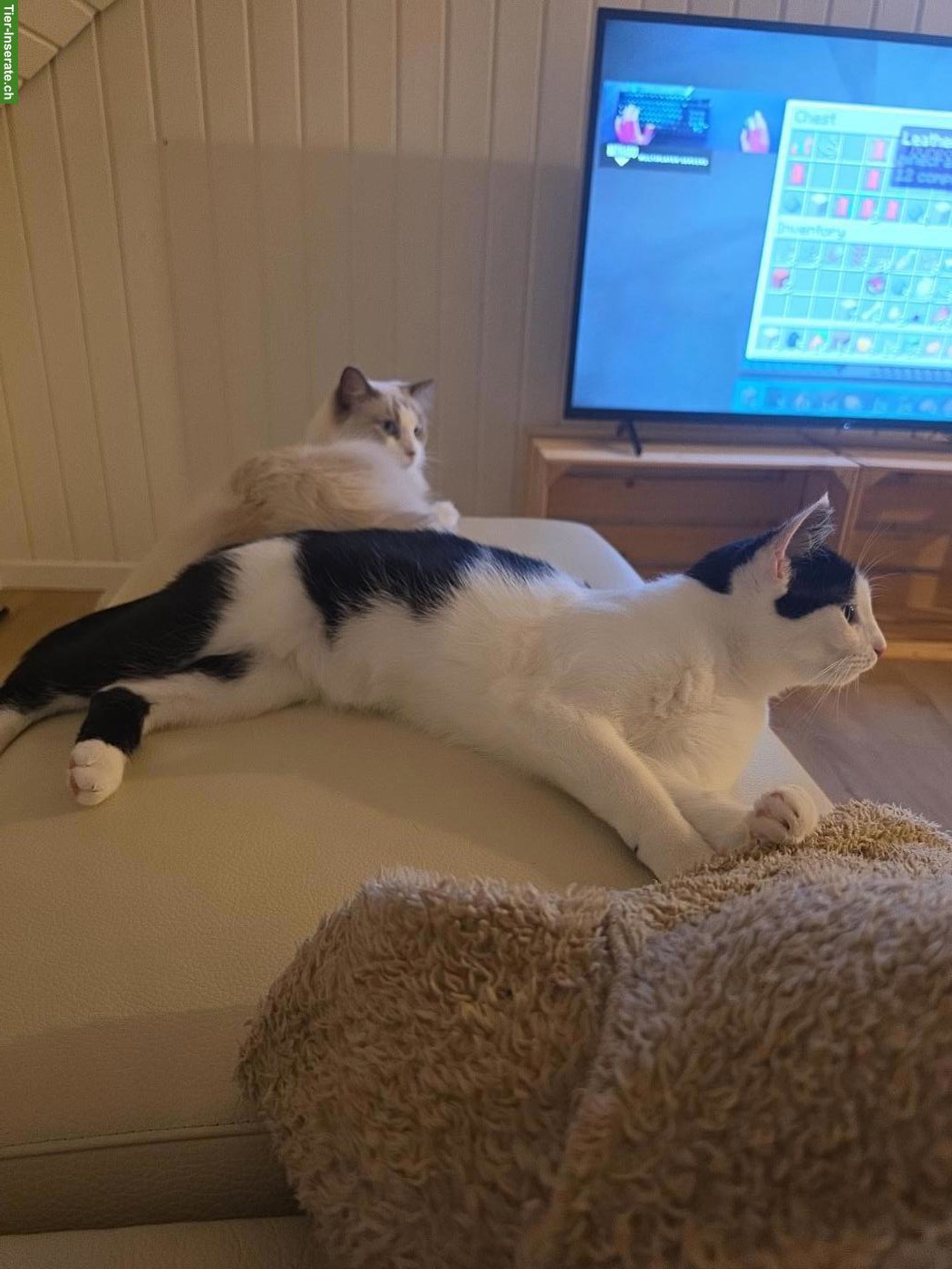 Bild 9: Ragdoll & schwarz-weisse Katze suchen gemeinsam liebevolles Zuhause