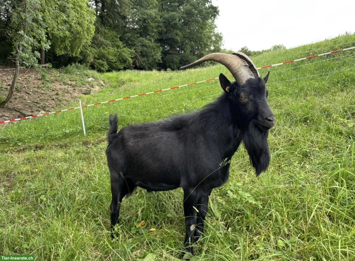 Nera Verzasca Ziegenbock zu verkaufen