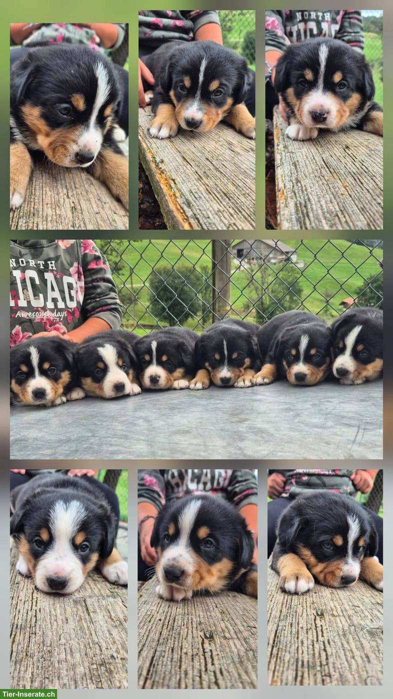 Reinrassige Entlebucher Sennenhund Welpen