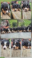 Reinrassige Entlebucher Sennenhund Welpen