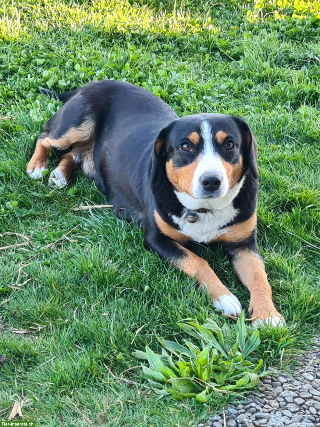 Bild 3: Reinrassige Entlebucher Sennenhund Welpen
