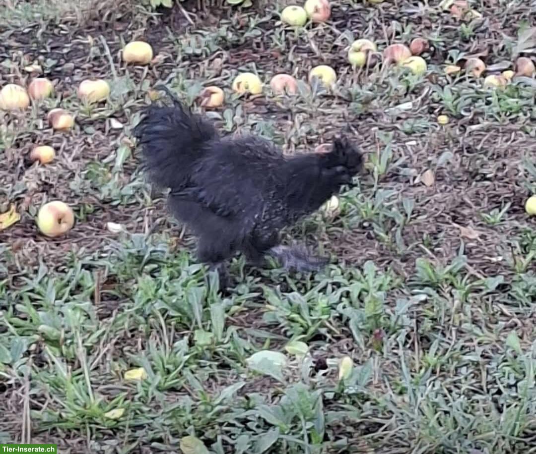 Schöner Seidenhuhn-Hahn gratis abzugeben