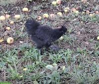 Schöner Seidenhuhn-Hahn gratis abzugeben