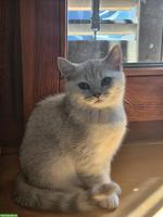 BKH Kitten (Kater) sofort abzugeben