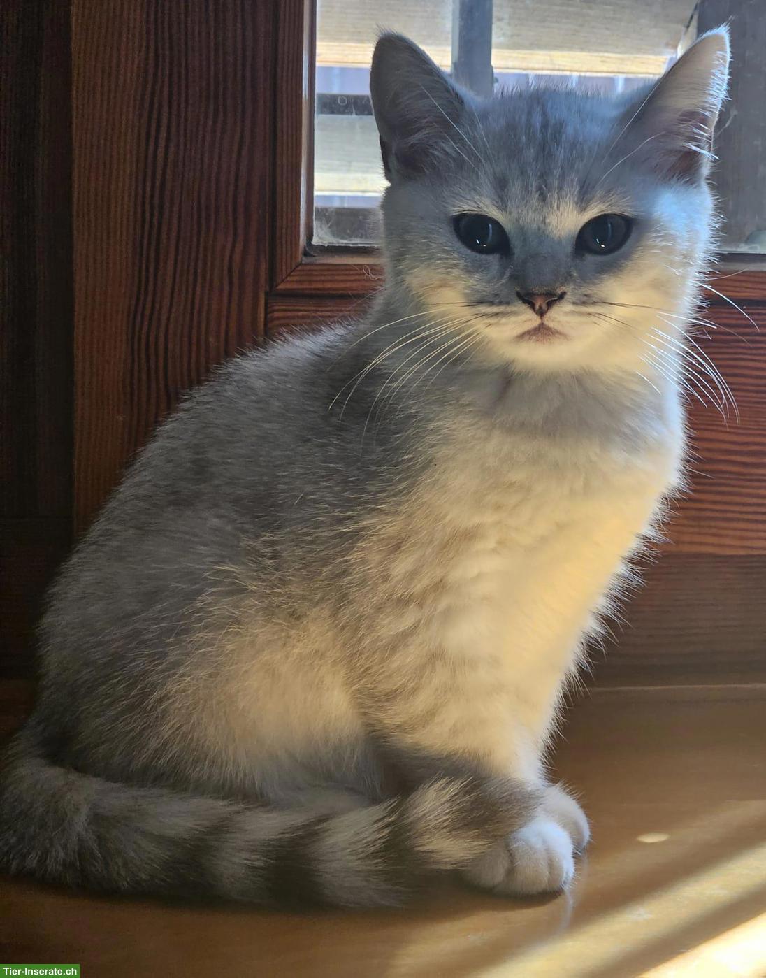 Bild 2: BKH Kitten (Kater) sofort abzugeben