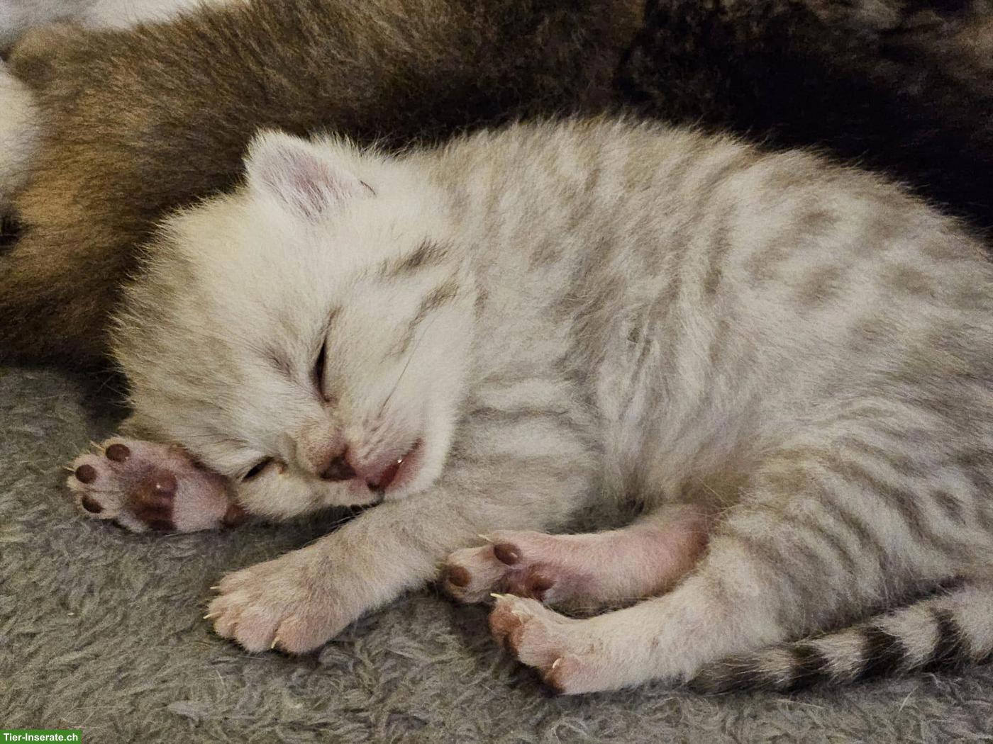 Bild 3: BKH Kitten (Kater) sofort abzugeben