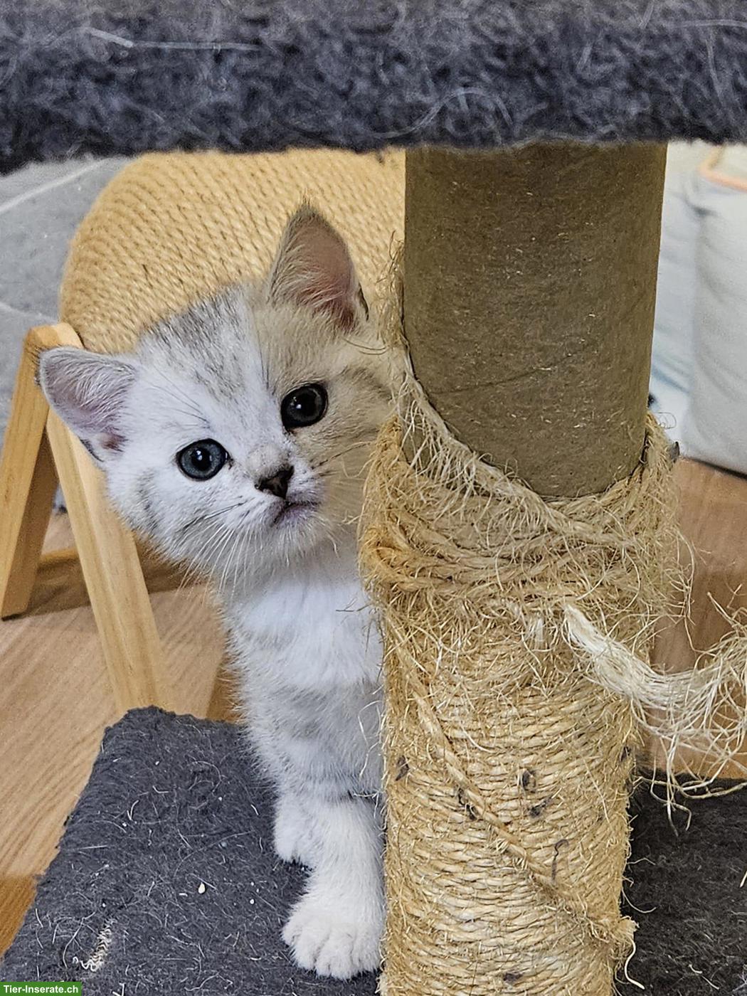 Bild 4: BKH Kitten (Kater) sofort abzugeben