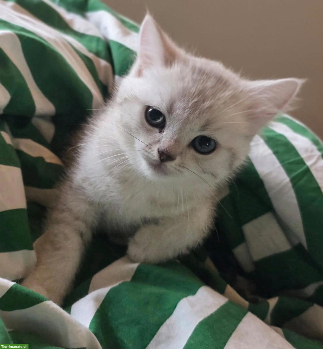 Bild 5: BKH Kitten (Kater) sofort abzugeben