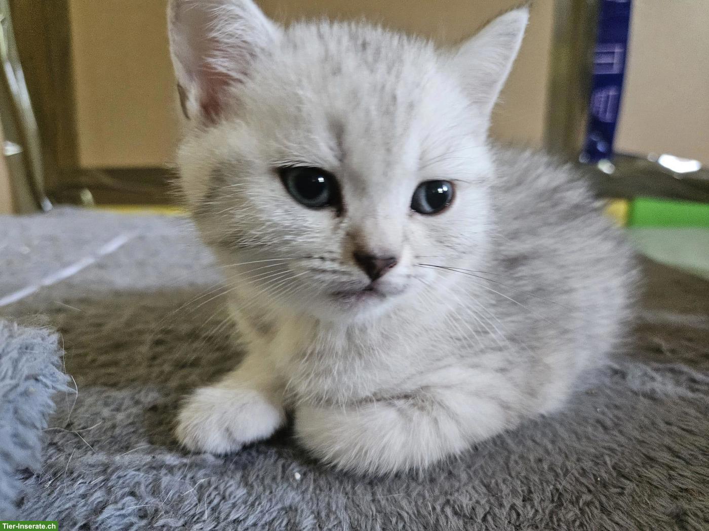 Bild 6: BKH Kitten (Kater) sofort abzugeben