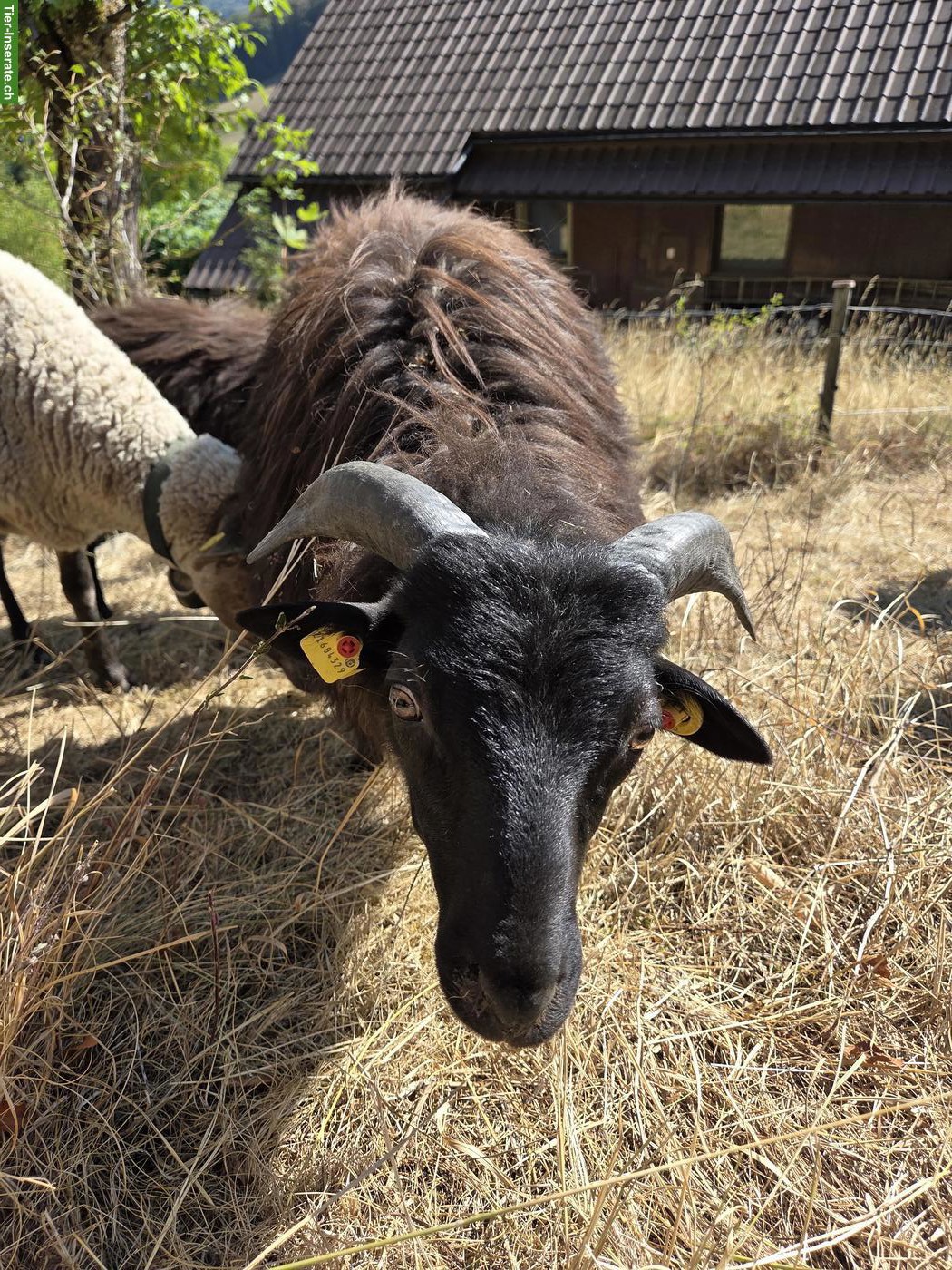 Junger Heidschnucken Bock