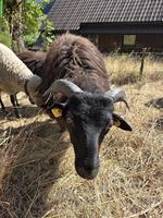 Junger Heidschnucken Bock