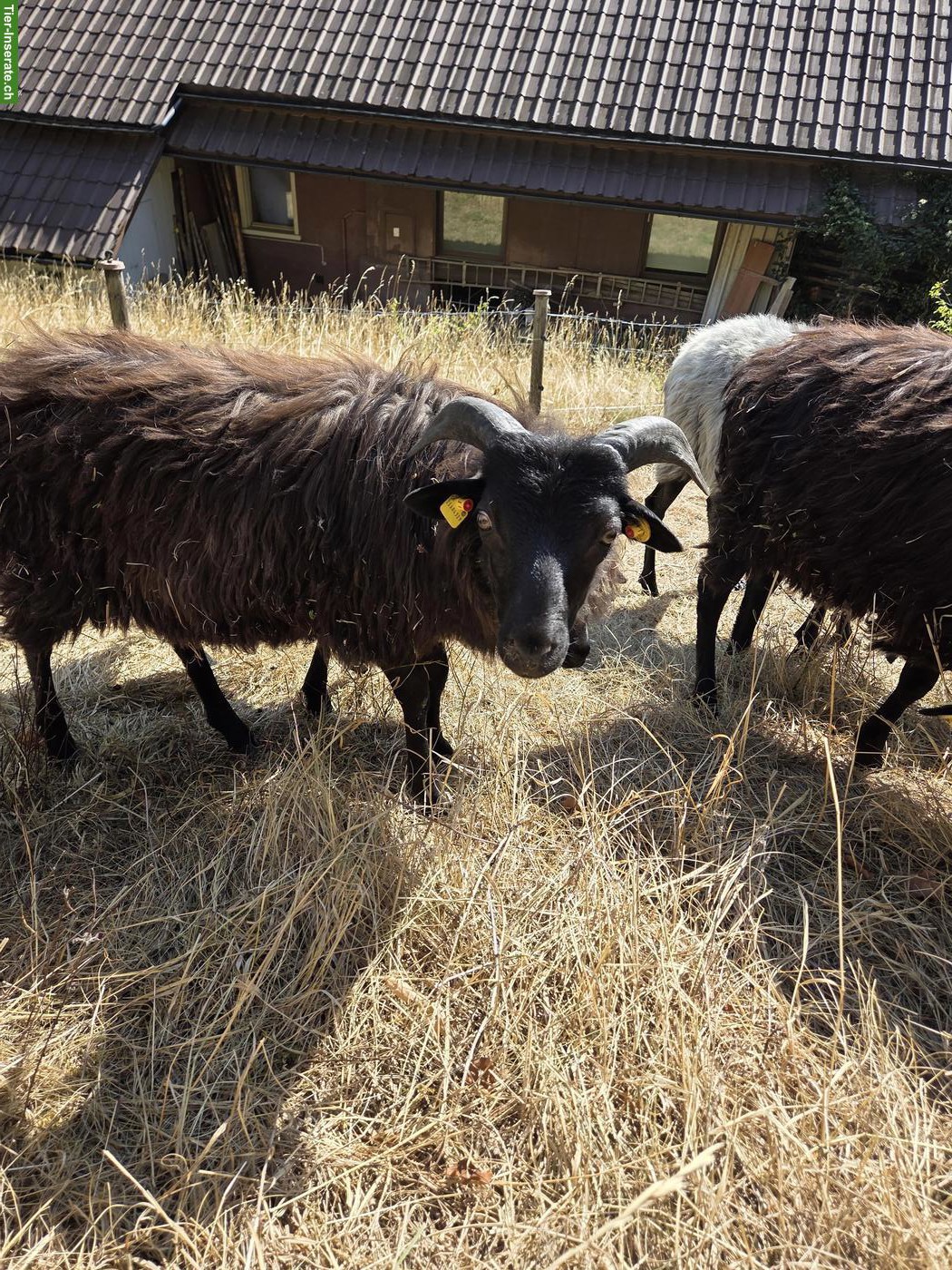 Bild 2: Junger Heidschnucken Bock