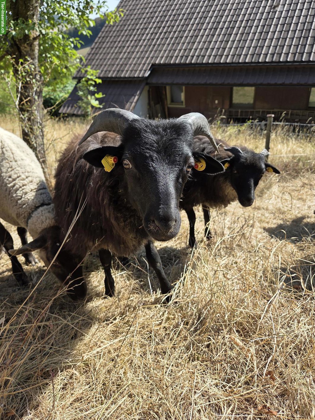 Bild 3: Junger Heidschnucken Bock