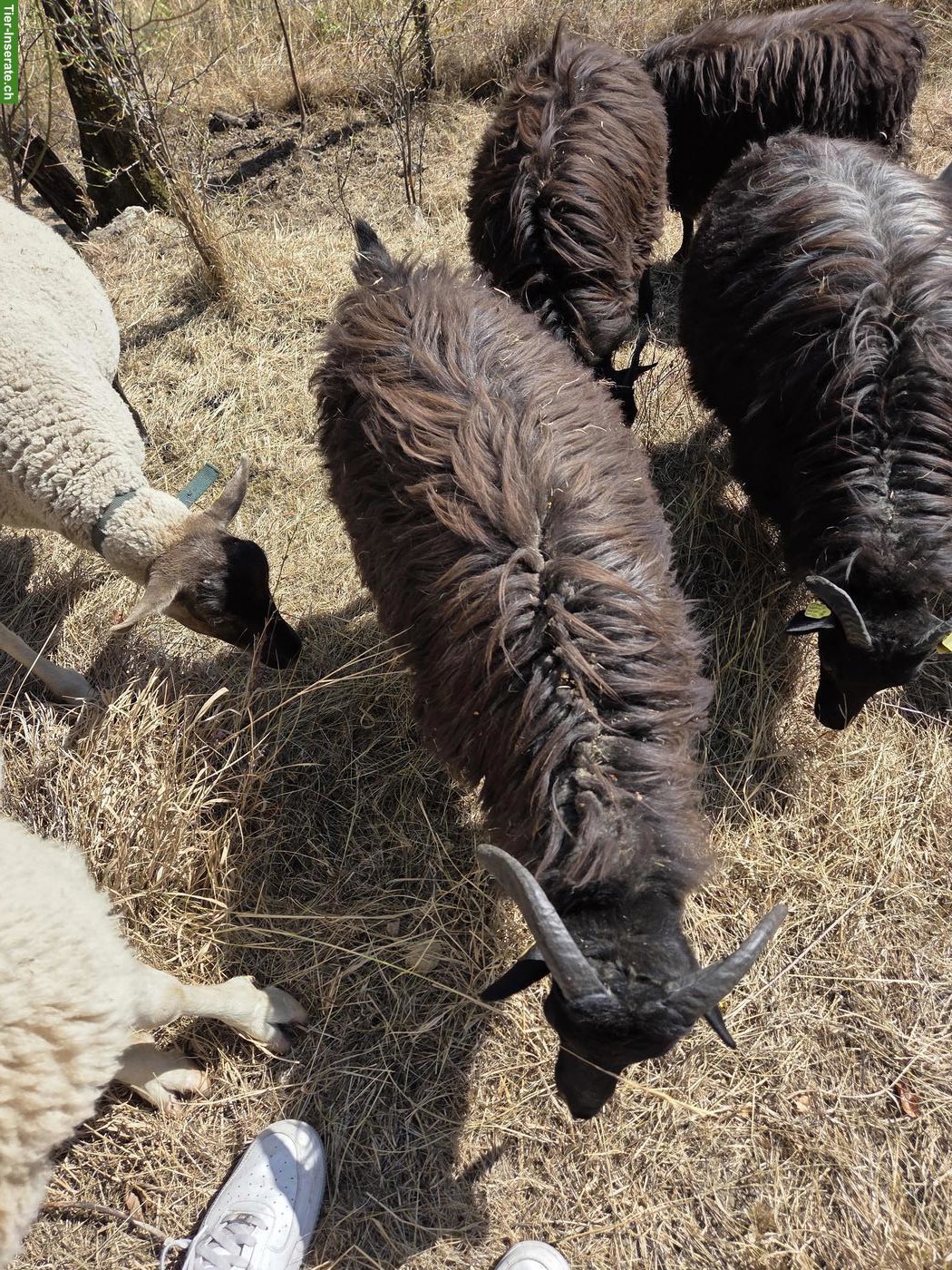 Bild 4: Junger Heidschnucken Bock