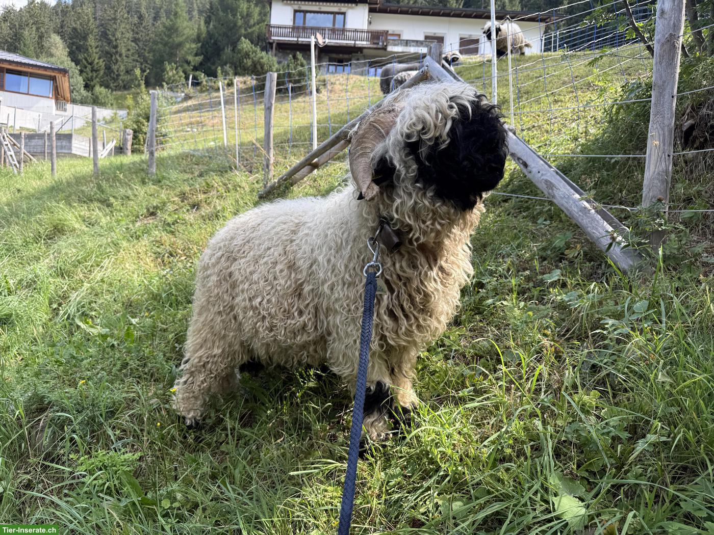 Junger Walliser Schwarznasenschaf-Widder