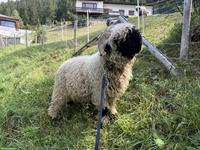Junger Walliser Schwarznasenschaf-Widder