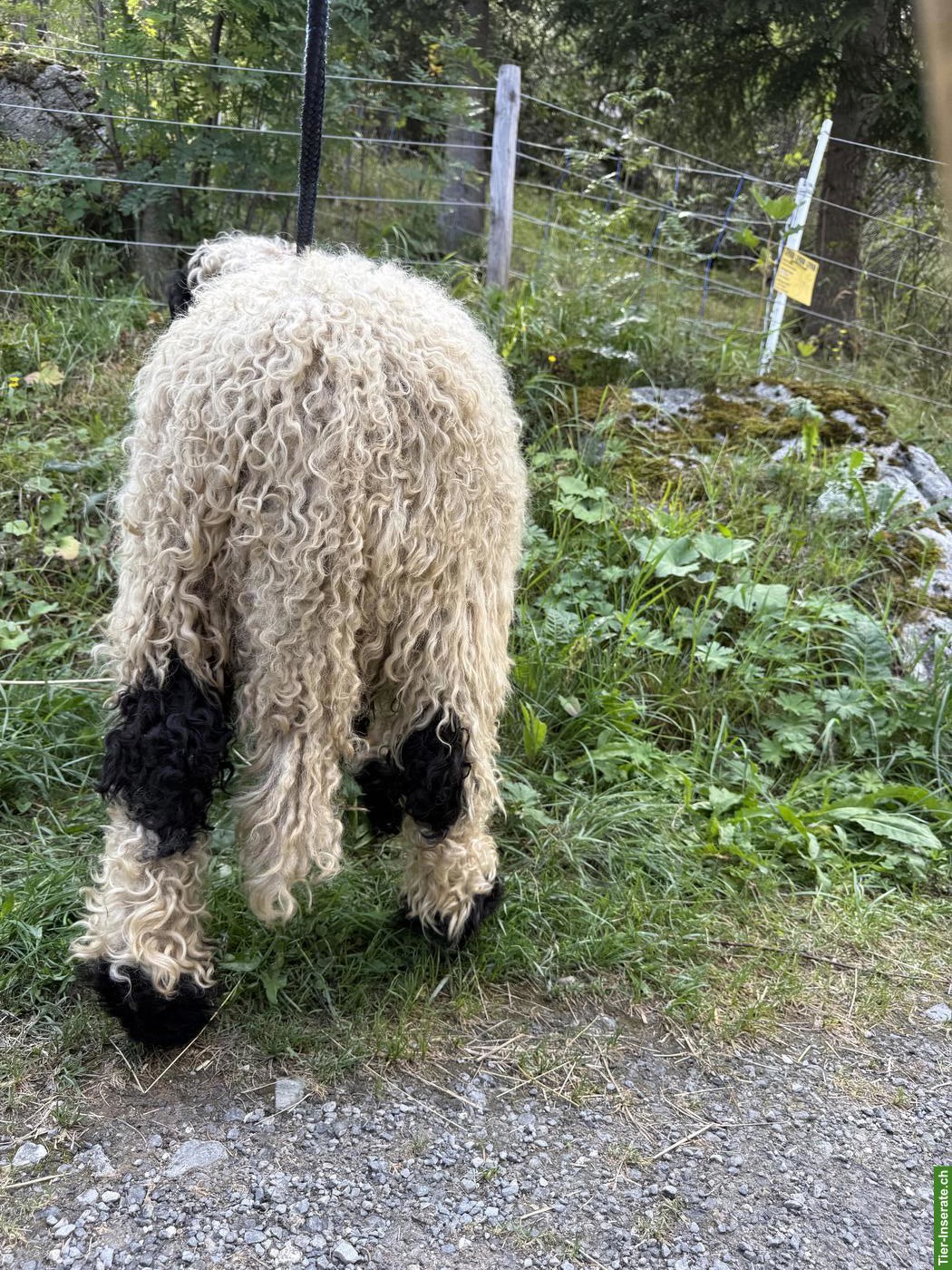 Bild 2: Junger Walliser Schwarznasenschaf-Widder