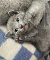 Russisch Blau Kitten | Wufankündigung
