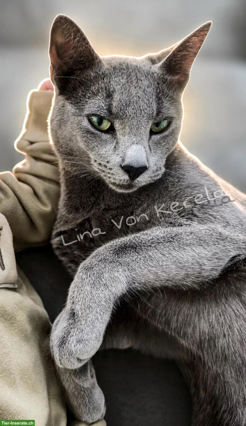 Bild 2: Russisch Blau Kitten | Wufankündigung