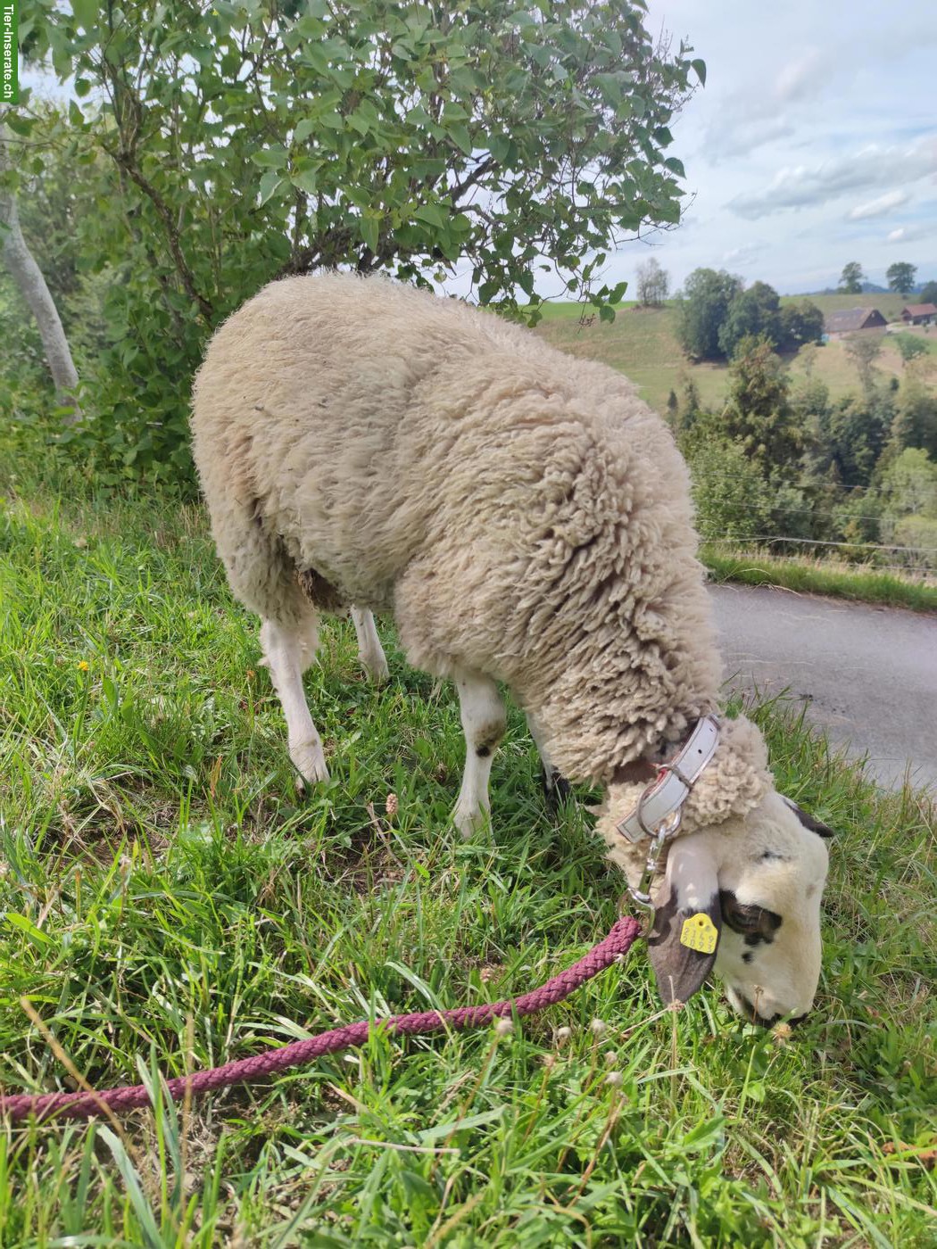 Spiegelschaf, reinrassiger Bock