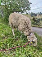 Spiegelschaf, reinrassiger Bock