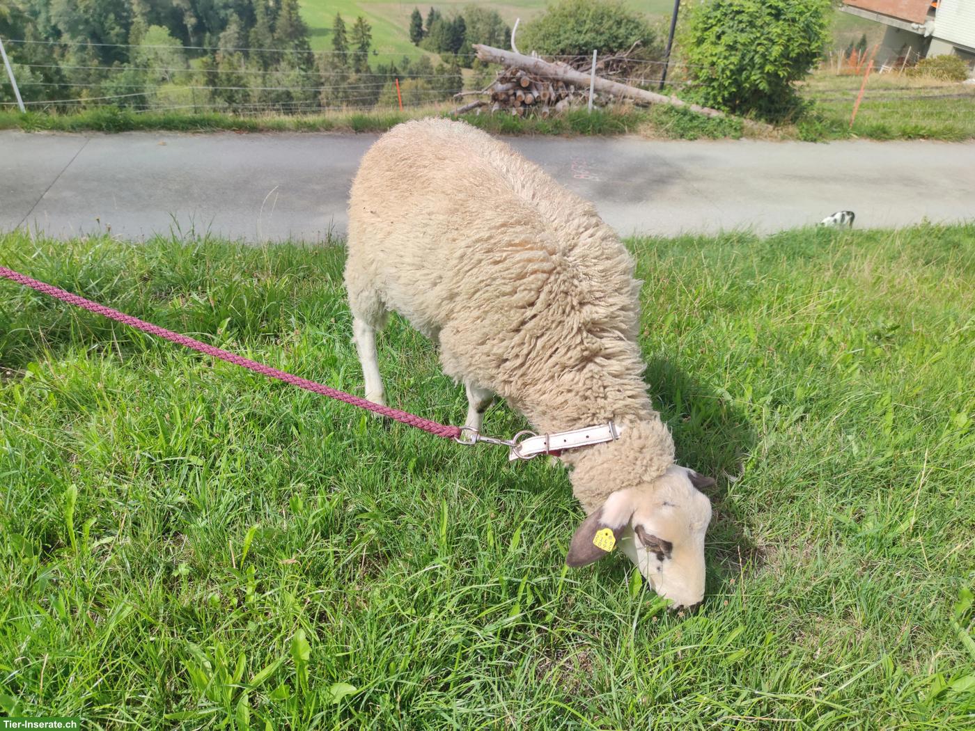 Bild 2: Spiegelschaf, reinrassiger Bock