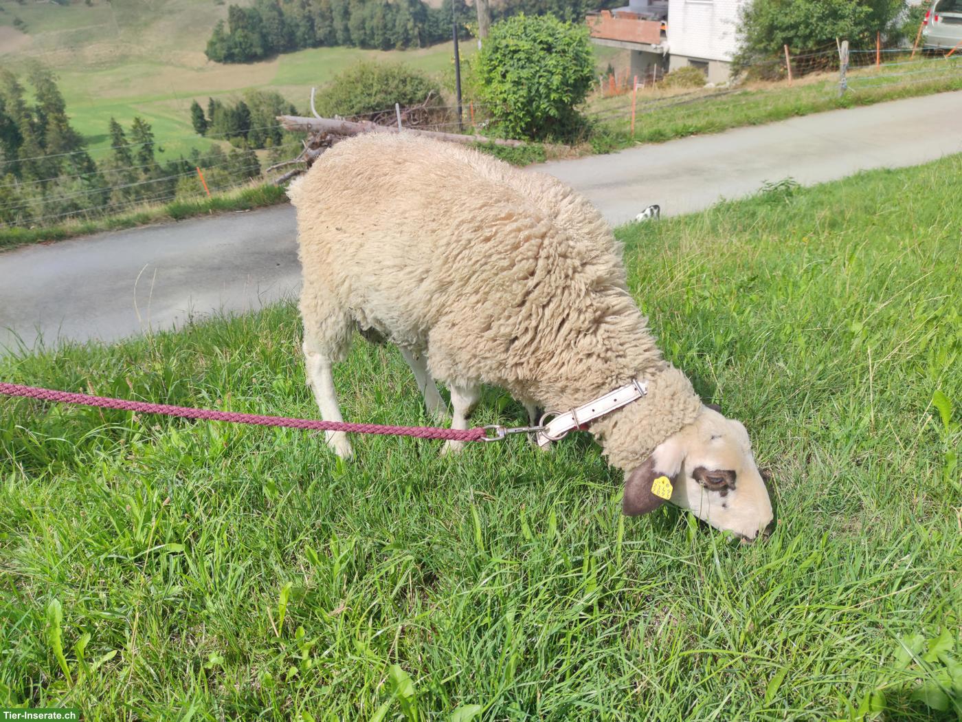 Bild 3: Spiegelschaf, reinrassiger Bock