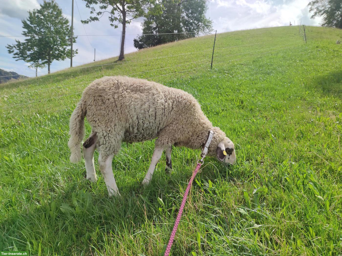 Bild 4: Spiegelschaf, reinrassiger Bock