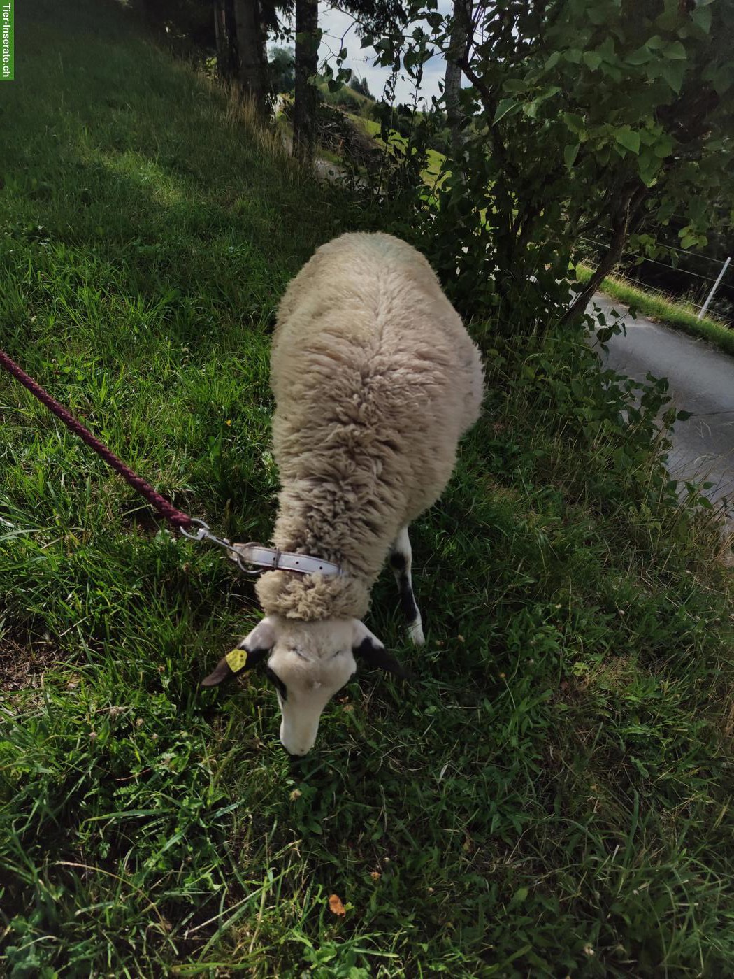 Bild 5: Spiegelschaf, reinrassiger Bock