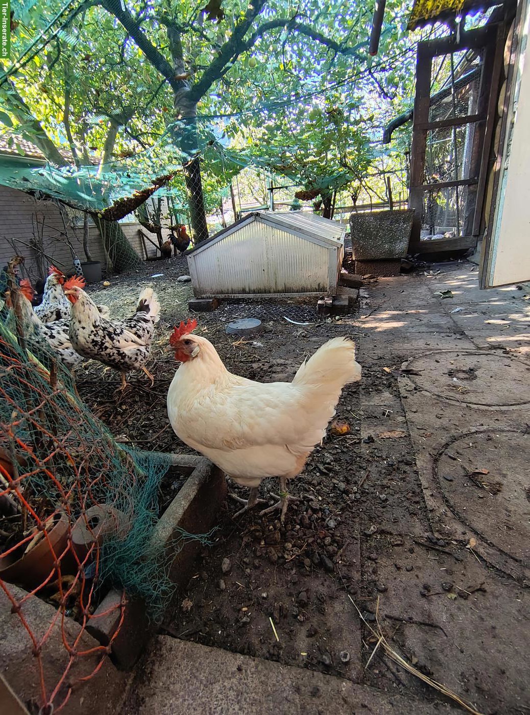 3 Hennen, Ramelsloher und Exchequer Leghorn