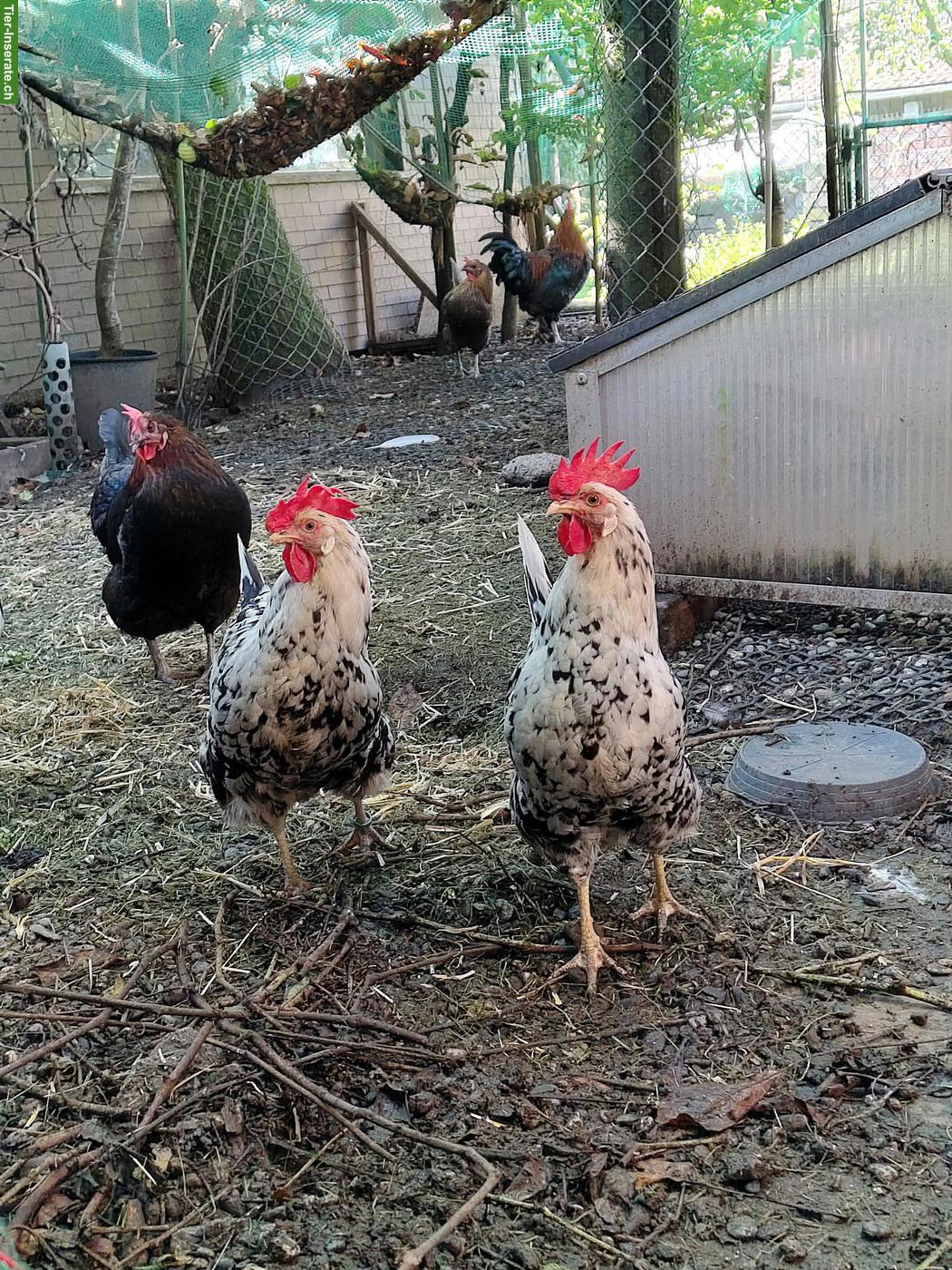 Bild 2: 3 Hennen, Ramelsloher und Exchequer Leghorn