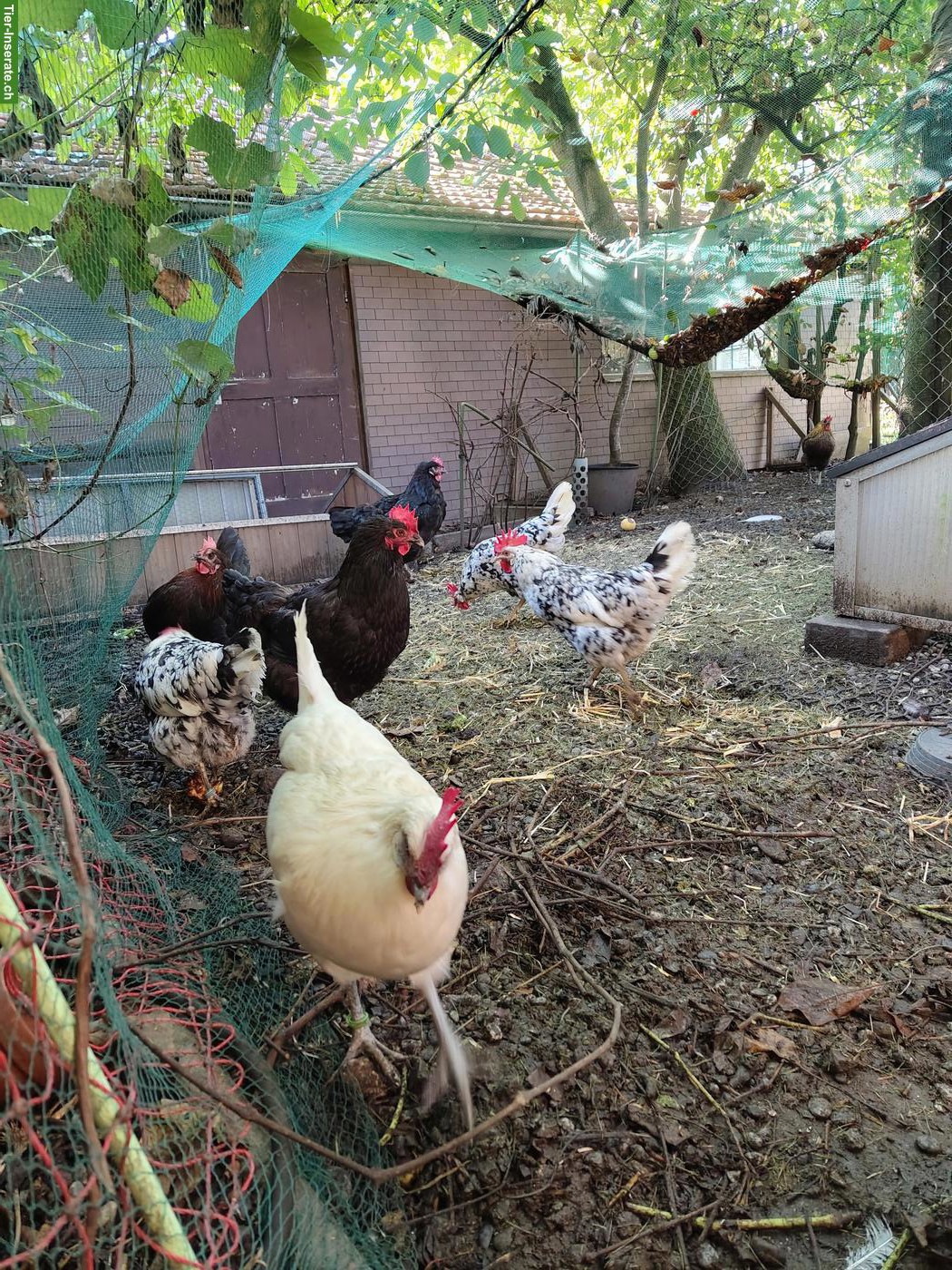 Bild 3: 3 Hennen, Ramelsloher und Exchequer Leghorn