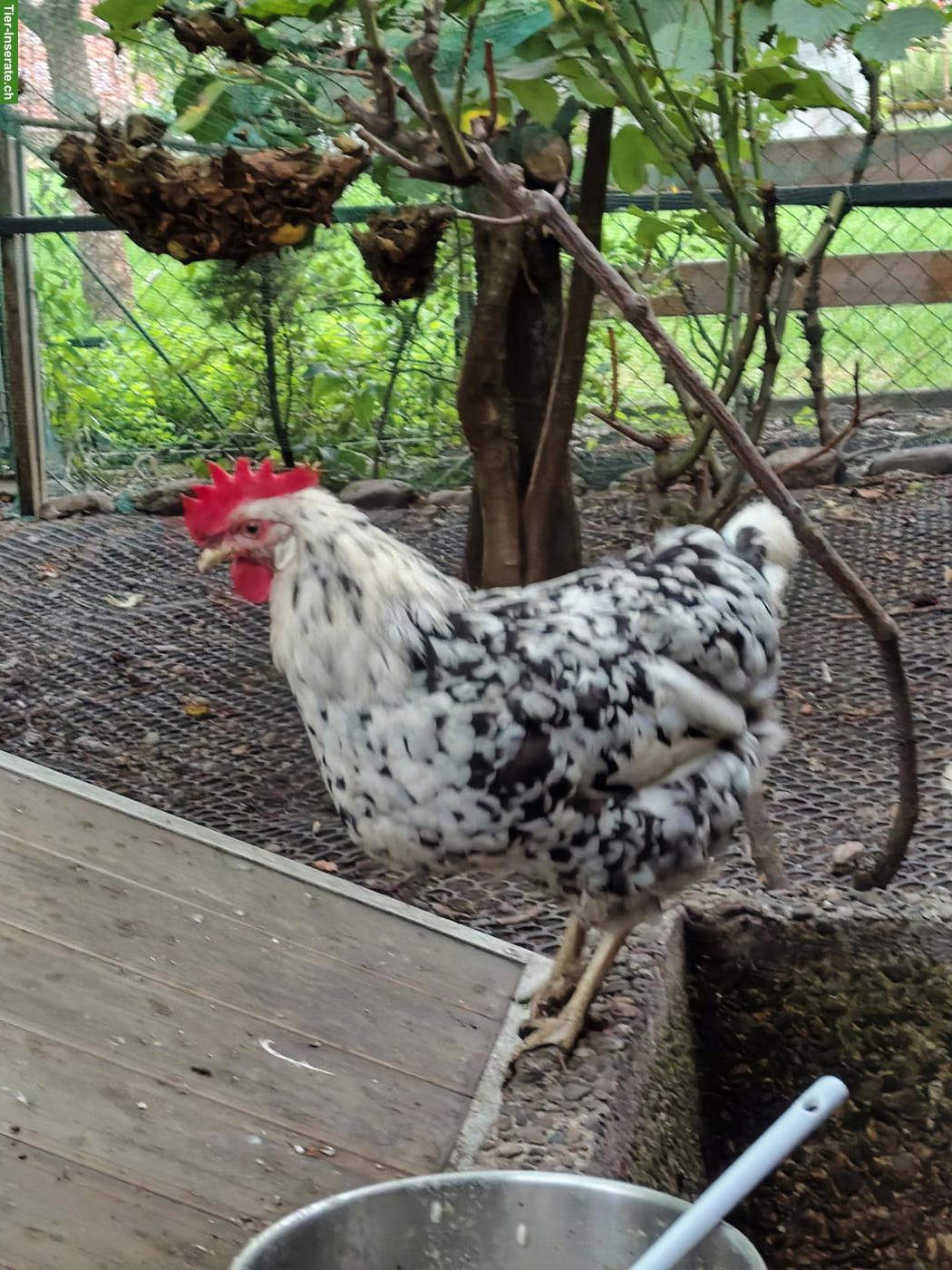 Bild 4: 3 Hennen, Ramelsloher und Exchequer Leghorn