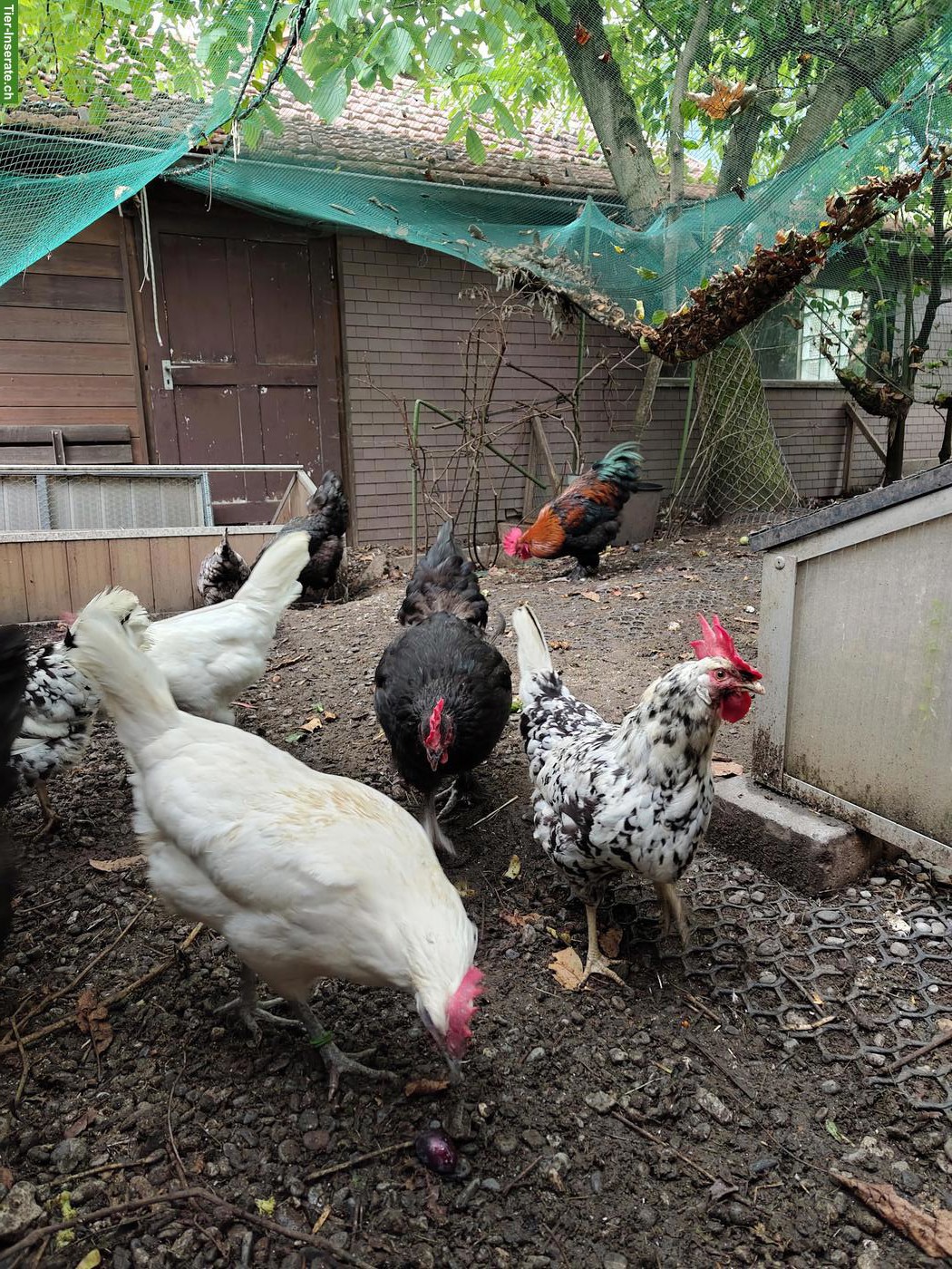 Bild 5: 3 Hennen, Ramelsloher und Exchequer Leghorn